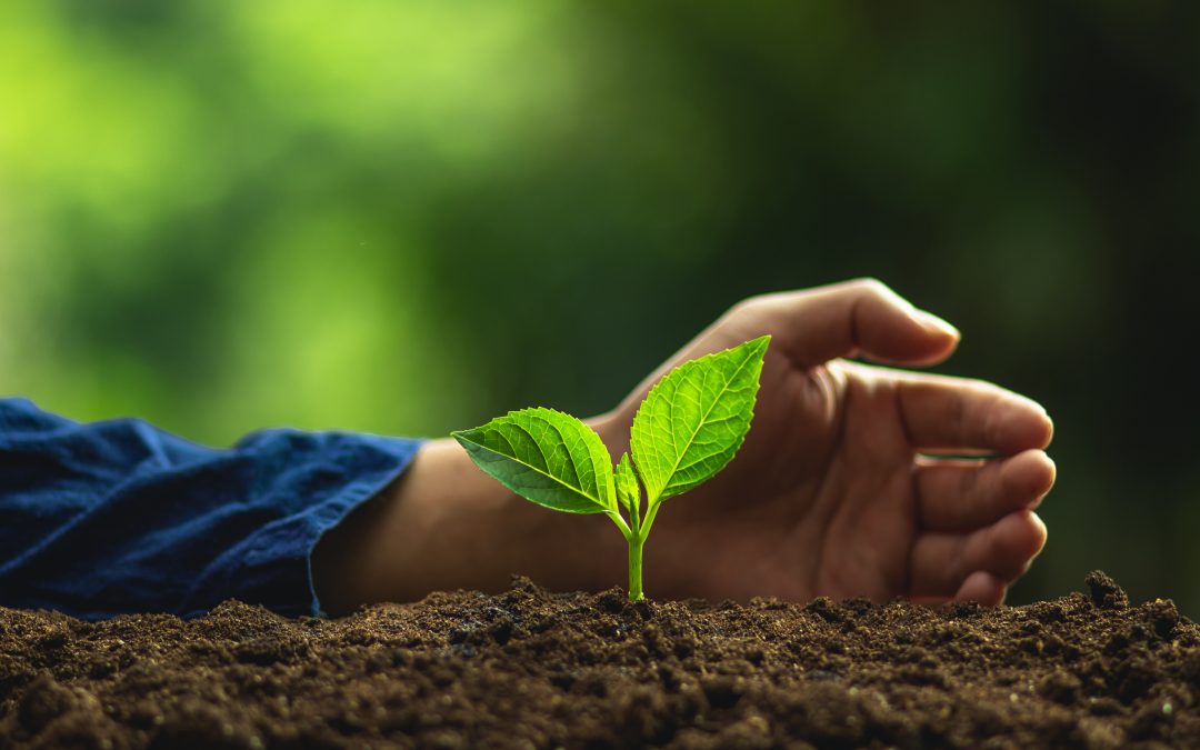 Dohranjivanje vaših poljoprivrednih kultura gnojivom