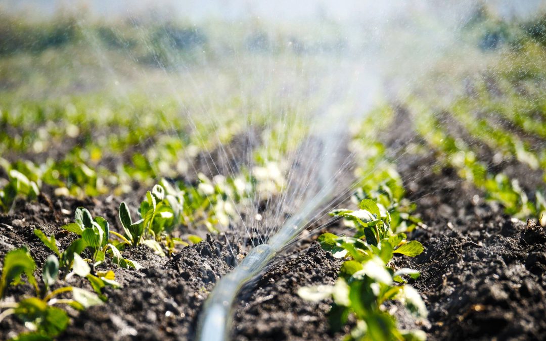 Navodnjavanje voćnjaka